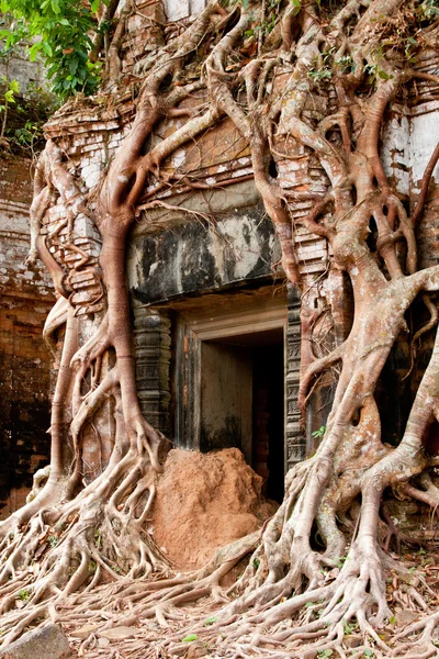 Sarmaşık asma Tapınağı