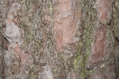 Ormandaki eski çam ağacı kabuğunun Macro fotoğrafı.