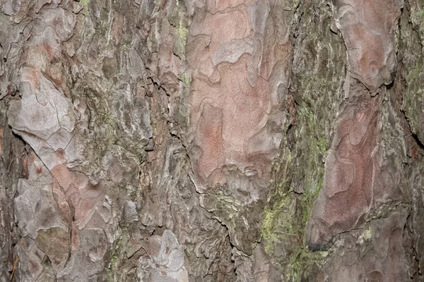 Ormandaki eski çam ağacı kabuğunun Macro fotoğrafı.