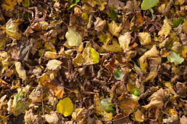 Yere düşen kurumuş sarı, turuncu ve kahverengi sonbahar yaprakları. Arkaplan
