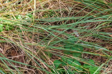 Ormanda uzun buruşmuş yeşil ve sarı otlar