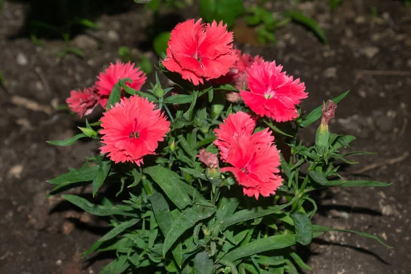 Rosafarbene Nelkenblüten Garten — Stockfoto