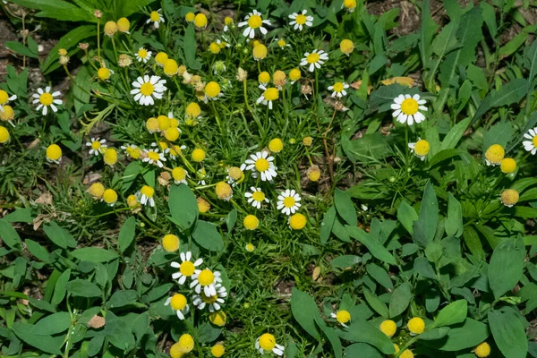 Matricaria Chamomilla Sauvage Dans Forêt — Photo