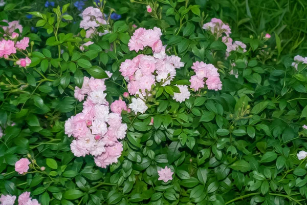 Peinture Rosier Rose Dans Jardin — Photo