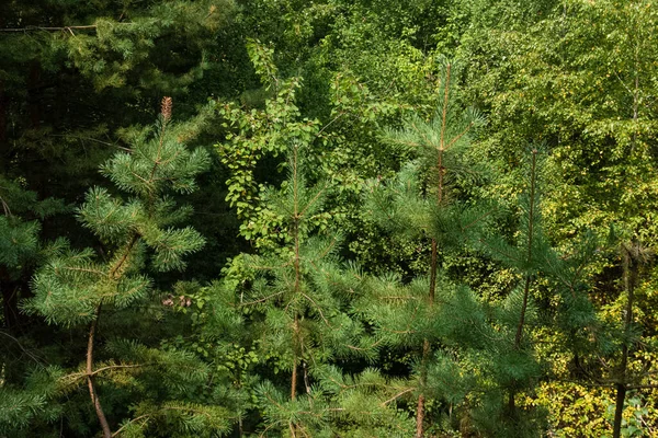 Верх Молодих Соснових Дерев Лісі Під Сонячним Світлом — стокове фото