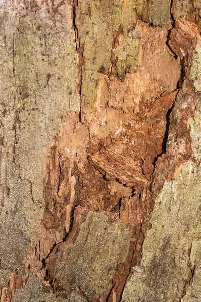 Vertical close up photo of cracked textured tree bark — Stockfoto