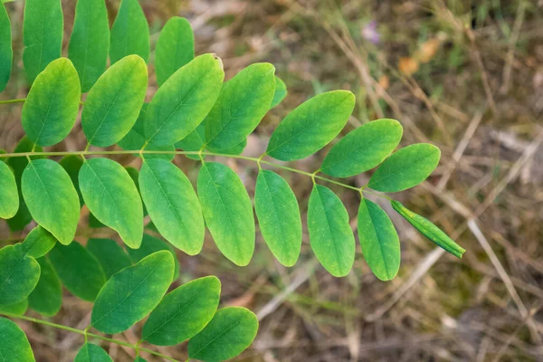 Robinia psödoacia arkaplanda bulanık zeminli ağaç dalı