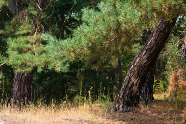 Малюнок Нижньої Гілки Сосни Лісовій Місцевості Початку Осені Жовта Трава — стокове фото