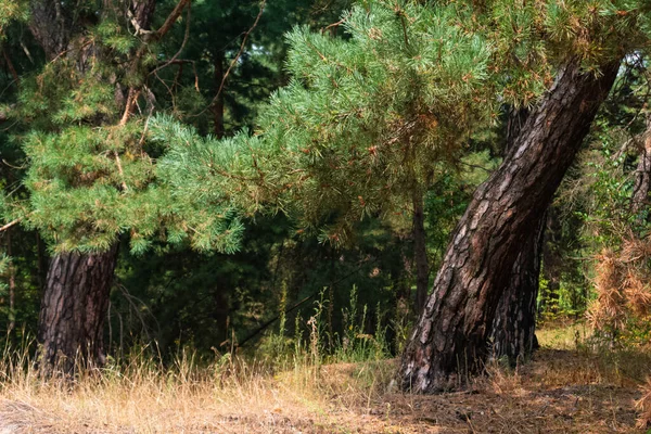 Sonbaharın başında ormanlık alanda çam ağacının alt dalları. Sarı çimen — Stok fotoğraf