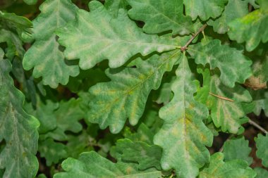 Ormandaki meşe yapraklarını kapatın.