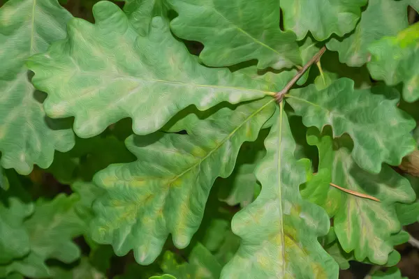 Kapat meşe yapraklarını boyayarak