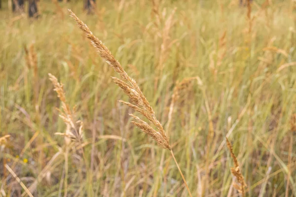 Yellow Calamagrostis Epigejos Reed Grass Growing Field Grass End Summer — 图库照片