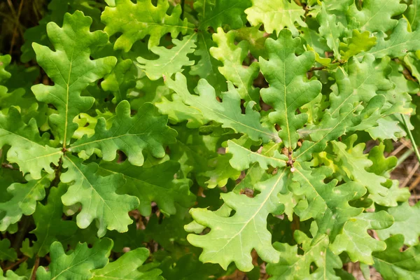 Sunlit Green Leaves Oak Tree Sprouts — стоковое фото