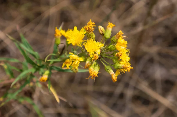 Macro Photo Wild Yellow Hawkweed Hieracium Umbellatum — стоковое фото