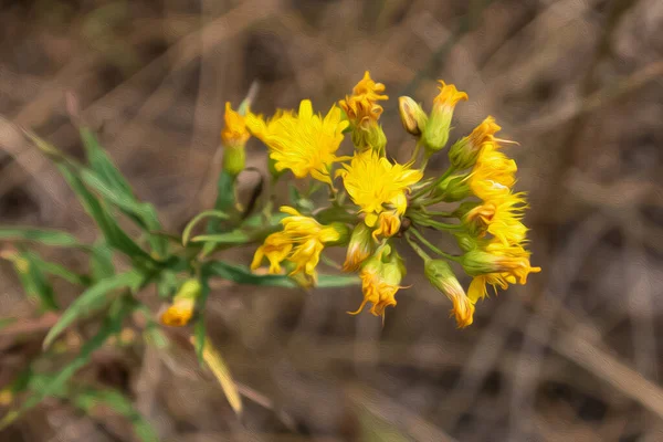 Pittura Falco Giallo Hieracium Umbellatum Fiore Con Sfondo Marrone Sfocato — Foto Stock