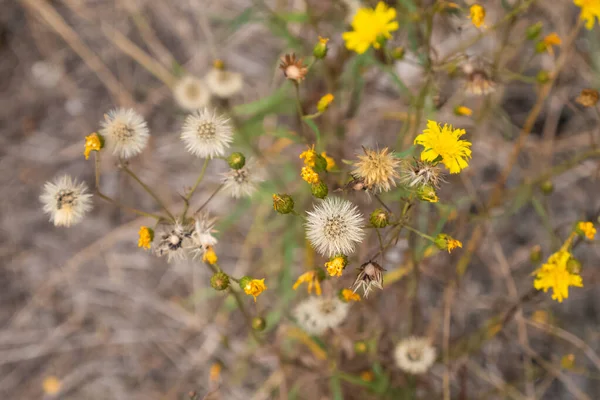 Blooming Wild Yellow Hawkweed Hieracium Umbellatum Flowers — Stock Photo, Image