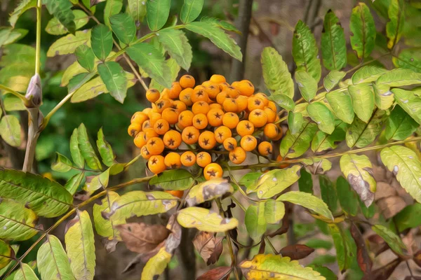 Painted Wild Rowan Tree Sorbus Aucuparia Orange Berries — 스톡 사진