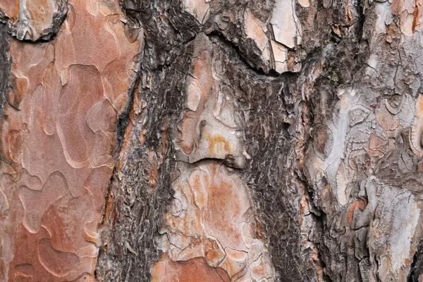 Pine Tree Old Textured Bark — Stockfoto