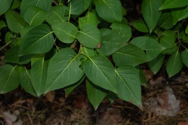 Dark green shadowed lilac leaves, close up photo