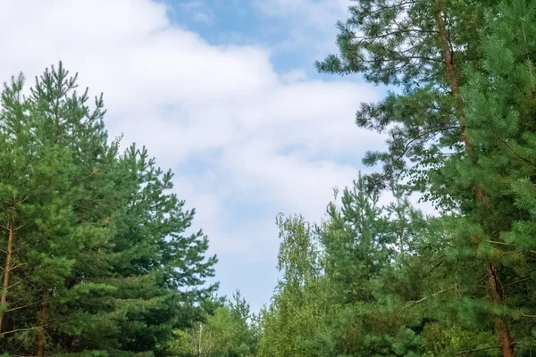 Scenic view of pine trees with cloudy sky on the background