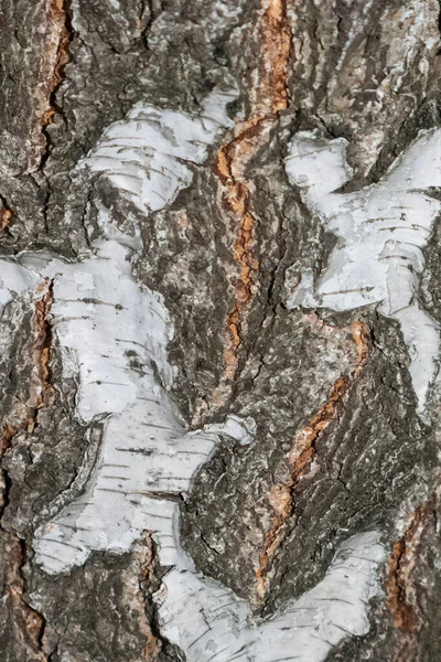 Vertical detailed close up birch tree bark — Stockfoto