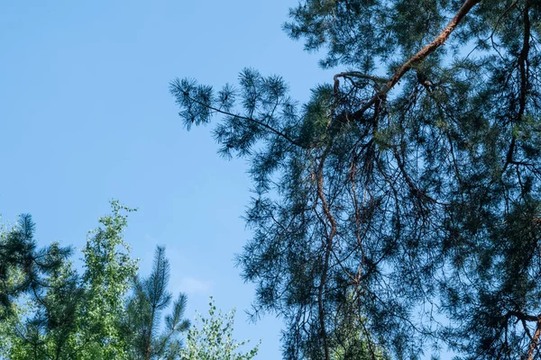 Розлогі гілки соснового дерева в тіні з чистим блакитним небом на фоні — стокове фото