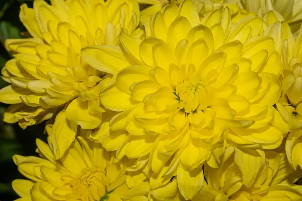 大きな黄色の菊の花を閉じます — ストック写真