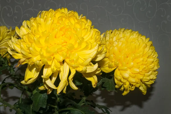 2つの大きな丸い黄色の菊の花のアクセントライト — ストック写真