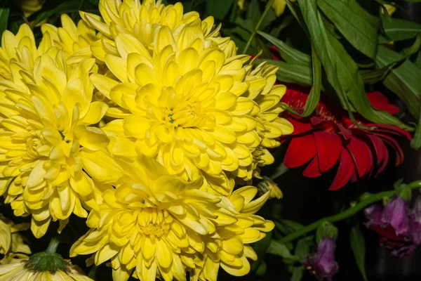 Gelbe Chrysanthemenblüten Vordergrund Mit Gerbera Und Schnappdrachen Schatten Hintergrund — Stockfoto
