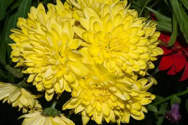 Großer Saisonaler Strauß Mit Gelben Chrysanthemenblüten Gerbera Und Grünen Blättern — Stockfoto