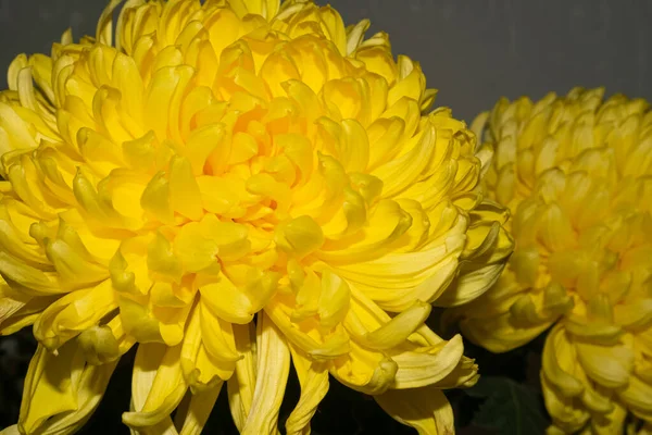 Contraste Jaune Chrysanthème Fleurs Dans Lumière Ombre Sur Fond Gris — Photo