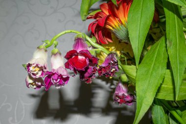 Renkli morumsu ve arka planda yeşil yapraklı beyaz aslanağzı çiçekleri ve kırmızı gerbera. İç dekorasyon