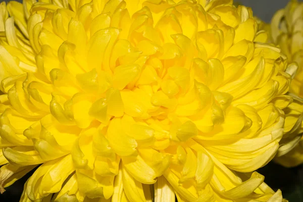 黄色の菊の花の詳細ページ — ストック写真
