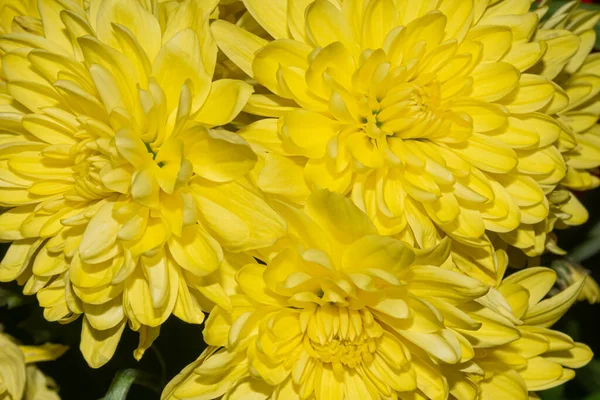Drei Große Gelbe Chrysanthemenblüten — Stockfoto