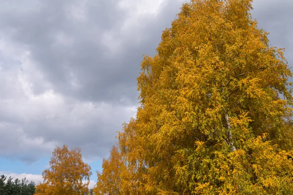 Bříza Říjnu Plná Žlutých Listů Oblačným Nebem — Stock fotografie