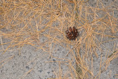 Asfalt yolda iğneleri olan bir çam kozalağı.