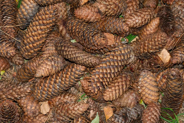 Bir grup koni, ormanda yerde yatıyorlar. Ateş böcekleri, Pyrrhocoris apterus