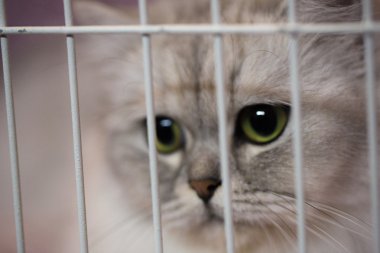 Parmaklıklar Arkasında