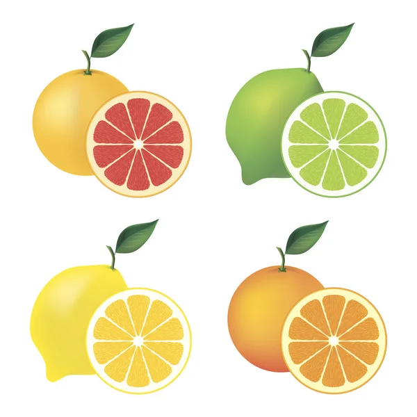 Vektorové Citrusové sady — Stockový vektor