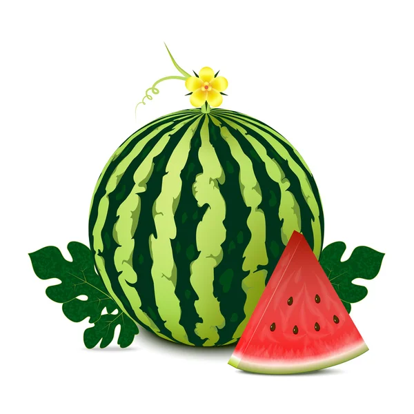 Wassermelone — Stockvektor