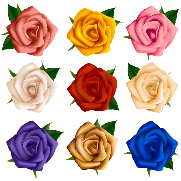 Conjunto de rosas de varios colores — Vector de stock