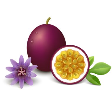 Passion fruit vector illustration clipart