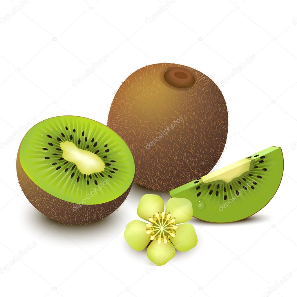 키 위 과일 벡터 일러스트 레이 션 스톡 벡터 - ©Natasha55 42115165, image size:1024x1024