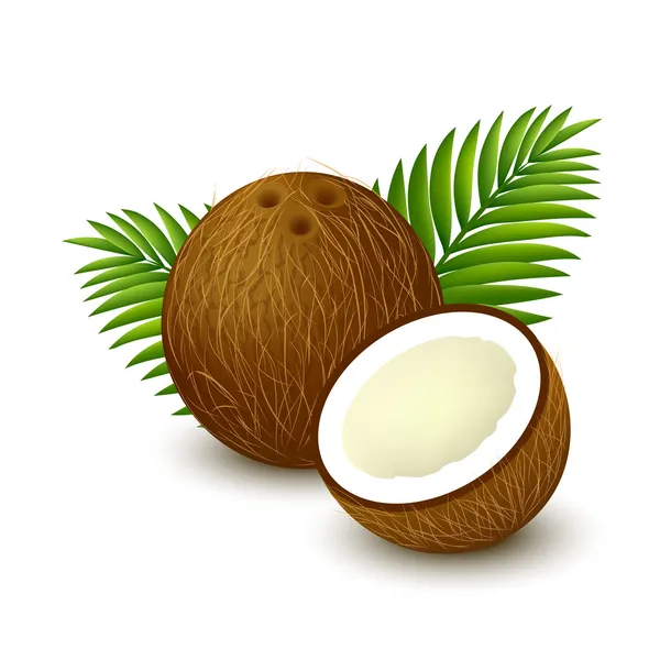 Coconut with palm leaves — Stock Vector