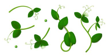 Beyaz arka planda yaprakları ve çiçekleri olan beş yeşil bezelye filizi. Gerçekçi vektör çizimi. Üst görünüm.