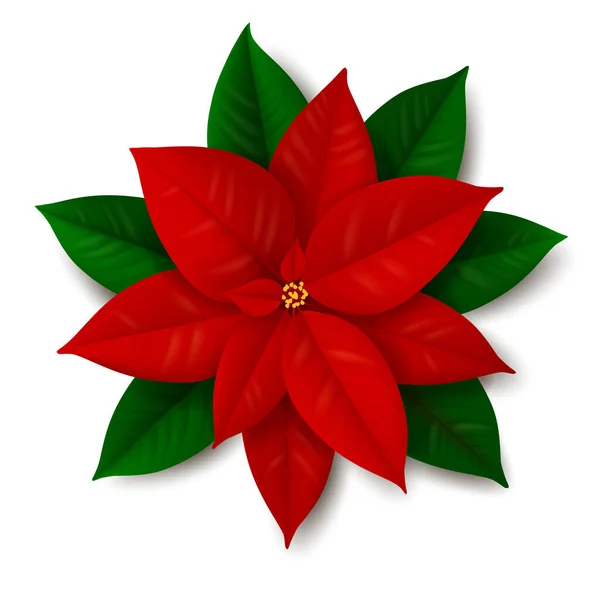 Tradiční Vánoční Květina Poinsettia Rostlina Červeným Zeleným Listím Izolované Bílém Stock Vektory