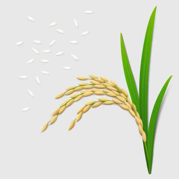 Ohr Einer Reifen Reispflanze Mit Grünen Blättern Lange Weiße Reiskörner — Stockvektor