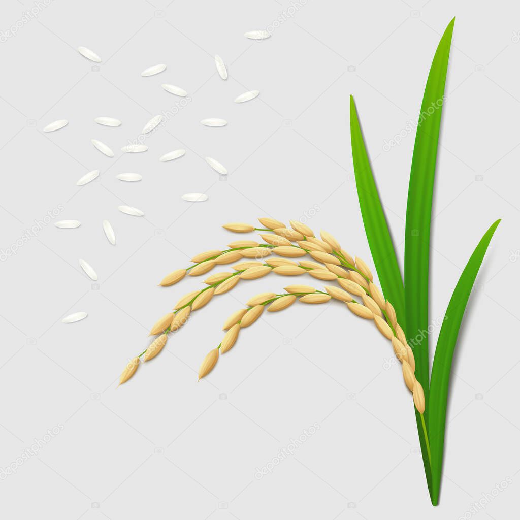 Ear of ripe paddy plant with green leaves, long grains of white rice on gray background. Top view