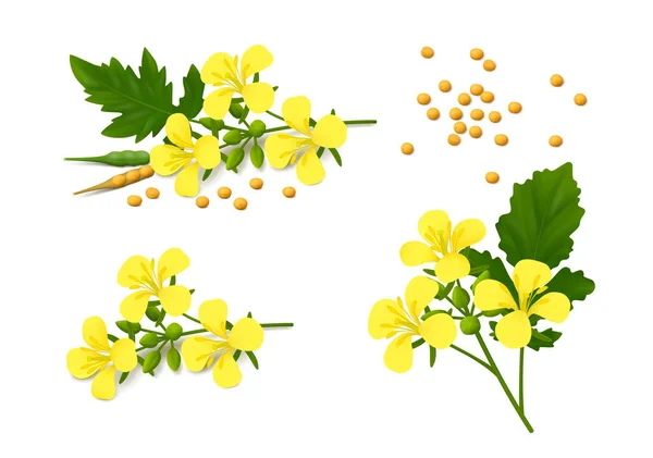 Tres Ramitas Flor Mostaza Brassica Alba Con Flores Amarillas Hojas — Vector de stock