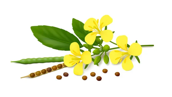 Moutarde Allongée Brassica Juncea Fleurs Jaunes Gousses Mûres Non Mûres — Image vectorielle